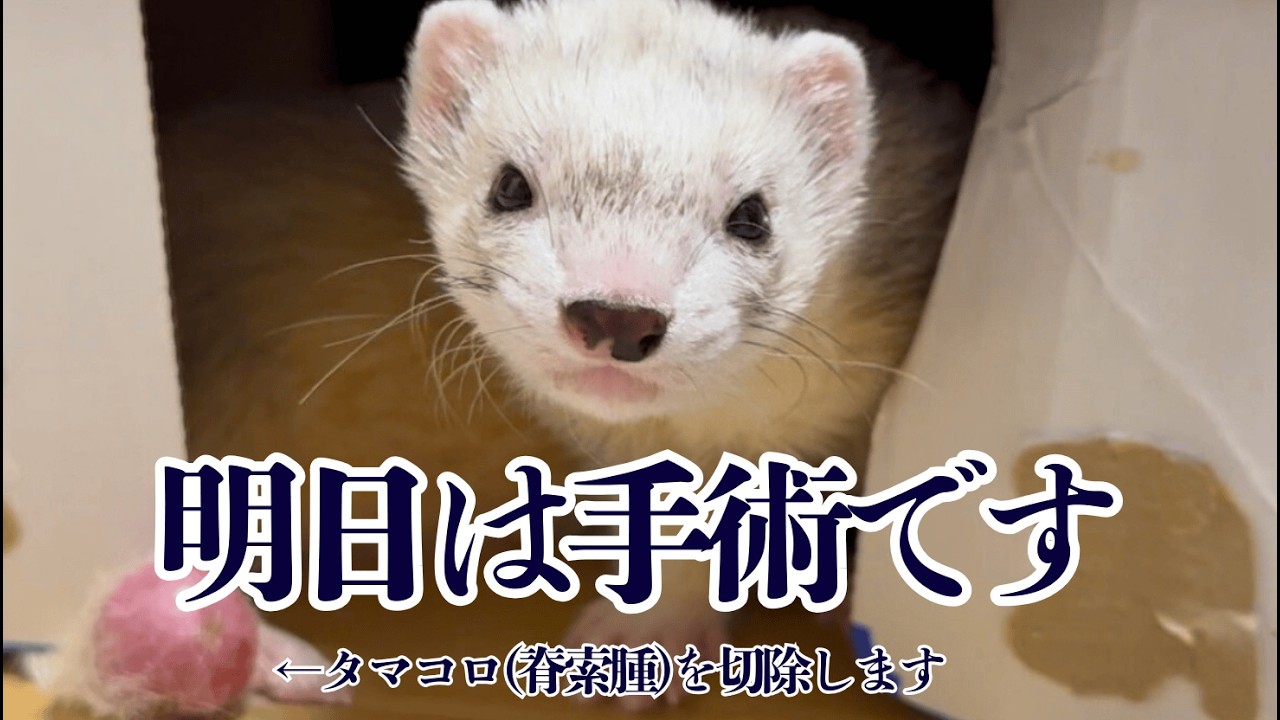 激しくぶつかって、優しく寄り添う。そして明日、オレオは手術へ【ferret#1971】