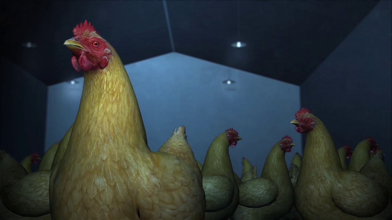 Zombie chickens: removing birds' brains for more humane chicken farms