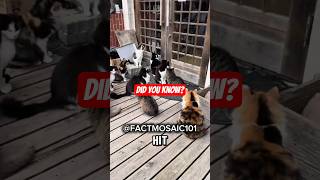 Did you know? Cat Island in Japan. #didyouknow #japan #cat