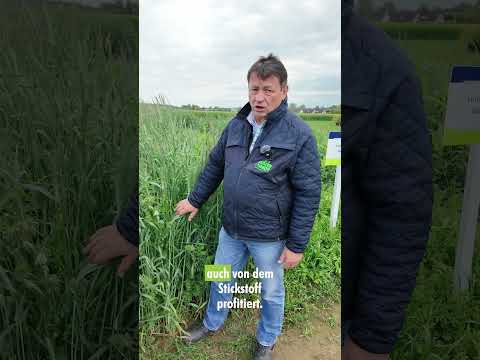 Wickroggen | Saatgut | #shorts