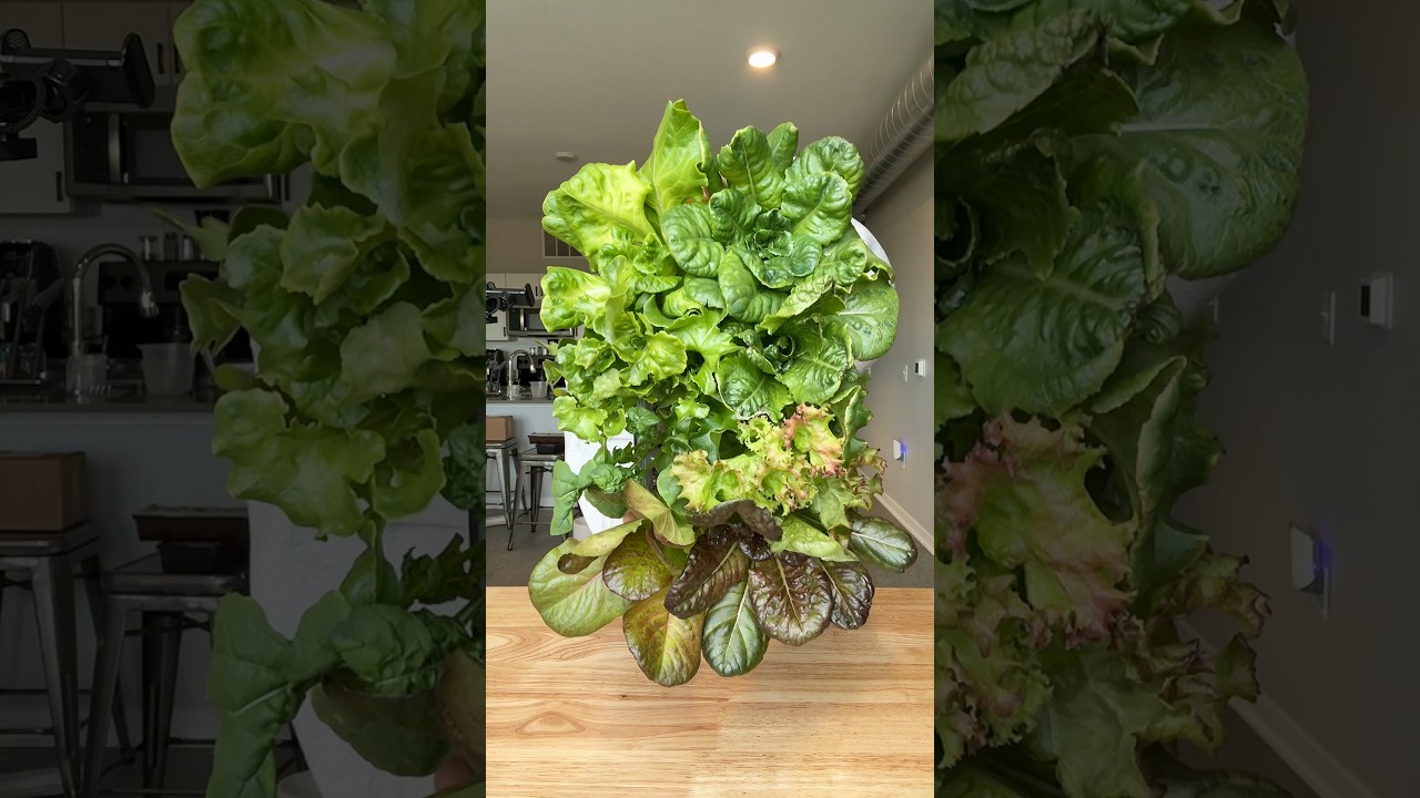 Выращивание салата в горшках в помещении