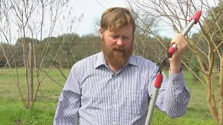 Tools for Fruit Tree Pruning | Zach Halfin |Central Texas Gardener