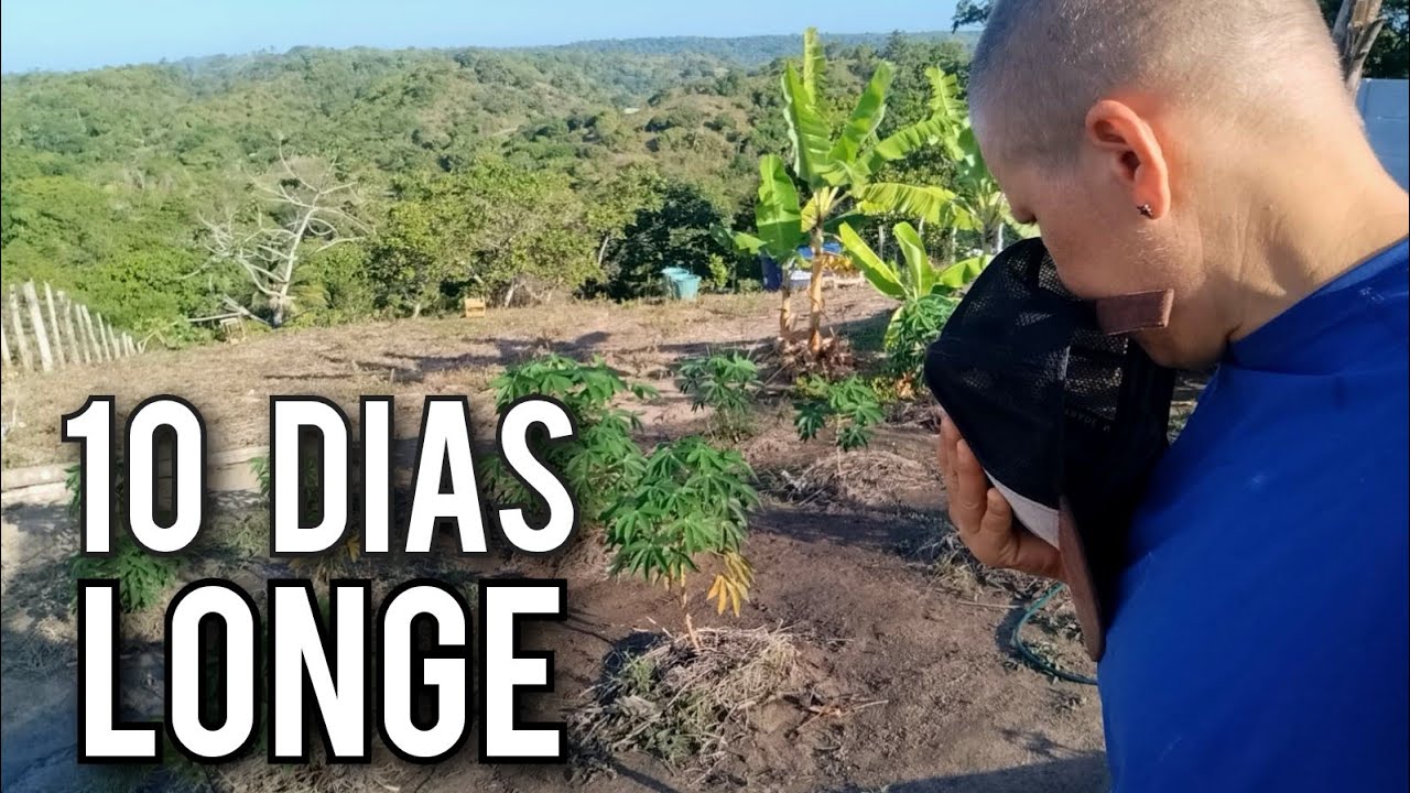 Voltei ao sítio depois da quimioterapia (10 dias longe de tudo)