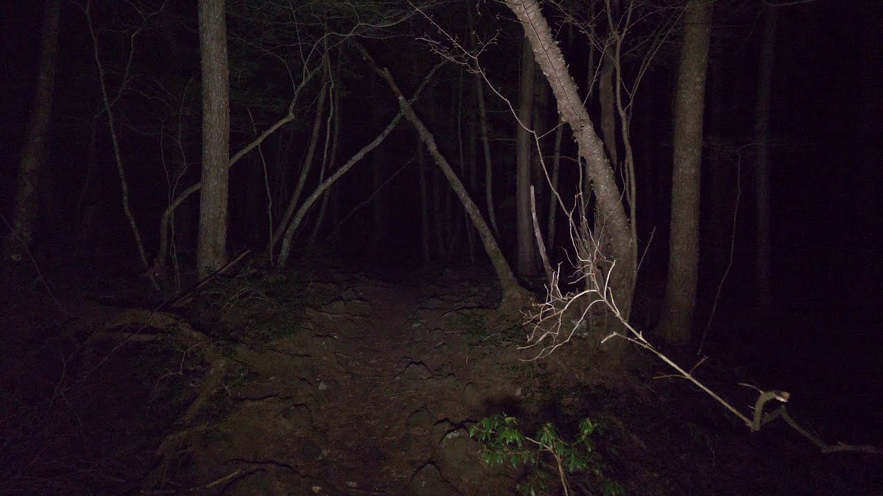 【4K】Возвращение в ночную Аокигахару