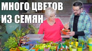 Много цветов из семян, чудесный ахименес, томат черри и гортензия 🤩