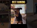 This adorable little dog is amazing! #funny #funnyvideo #fyp #foryou #dog #dogvideos #funnytiktok