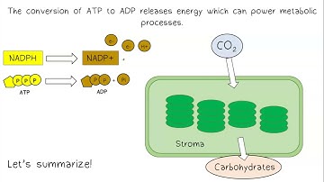 Photosynthesis AP Biology