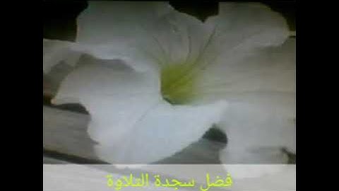 فضل سجدة التلاوة.                                                                    #قيم#غروم