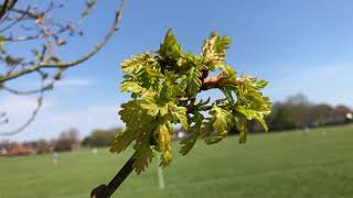 English Oak - twig & young leaves - April 2021 English Oak - twig & young leaves - April 2021