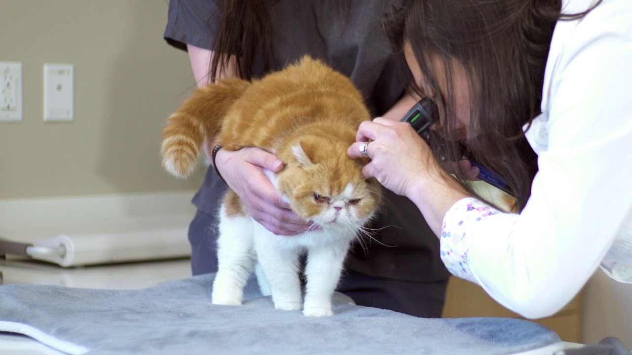 Wellness Exam for Cats YouTube