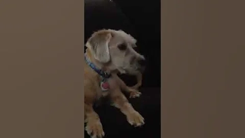 First time Riley howls