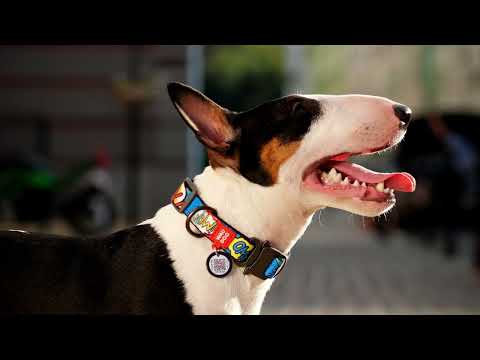 Нашийник для собак нейлоновий WAUDOG Nylon з QR паспортом, малюнок "ВАУ", металічна пряжка-фастекс, Ш 25 мм, Дов 37-58 см, видео 1