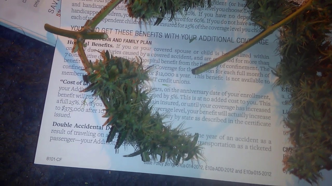 KEY LIME FUSION chocolate cheeks 215