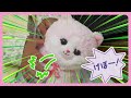 30秒に一度病気になっちゃう?!甘えんぼの子ネコをお世話してあげよう!【なおしてあげる!こねこのおいしゃさん】|セガトイズ