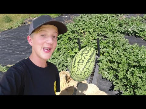 Thursday garden update!!🍉