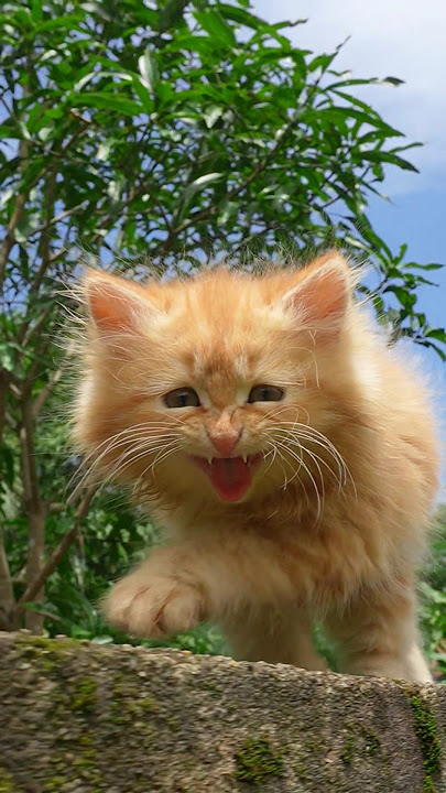 Kitten meowing 😻 | Cat sound | Cat video | Cat | Cat voice | Persian cat sound | Persian cat | Cats