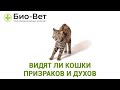 Видят Ли Кошки Призраков И Духов & Почему Кошка Смотрит В Пустоту. Ветклиника Био-Вет