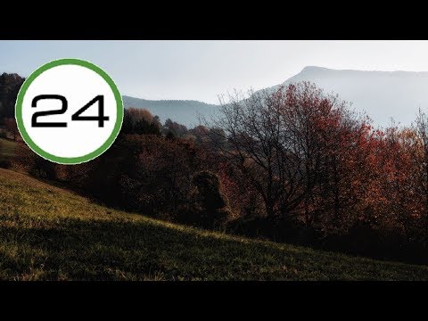 Sonidos de la Naturaleza 🌍 Sonido de BOSQUE y PÁJAROS al Atardecer 🌲🐦🌄para Dormir y Relajarse
