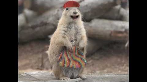 Gopher hunting in Saskatchewan