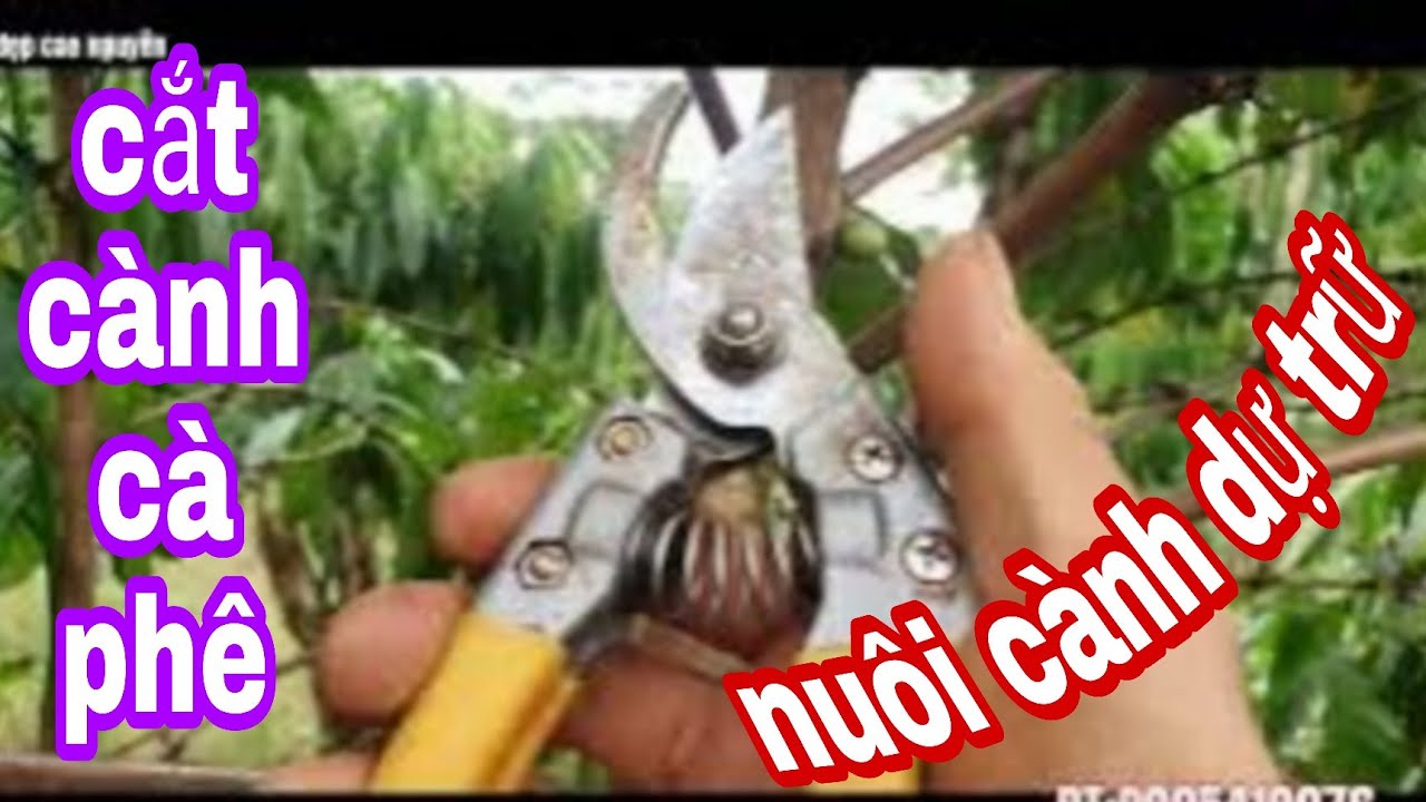 cắt  cành cà tơ  sau thu hoạch chuẩn bị cho mùa chồi cành bắp