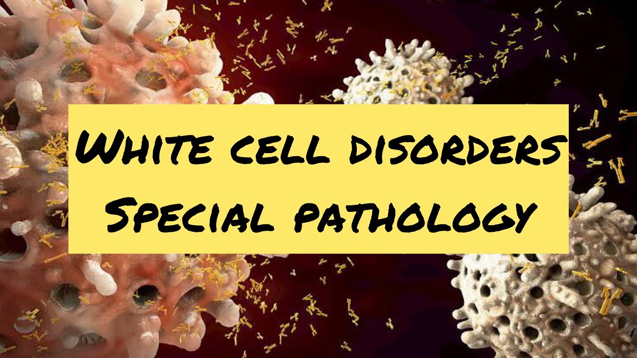Myeloproliferative disorder part 1 chronic myeloid leukaemia white cell disorder special pathology
