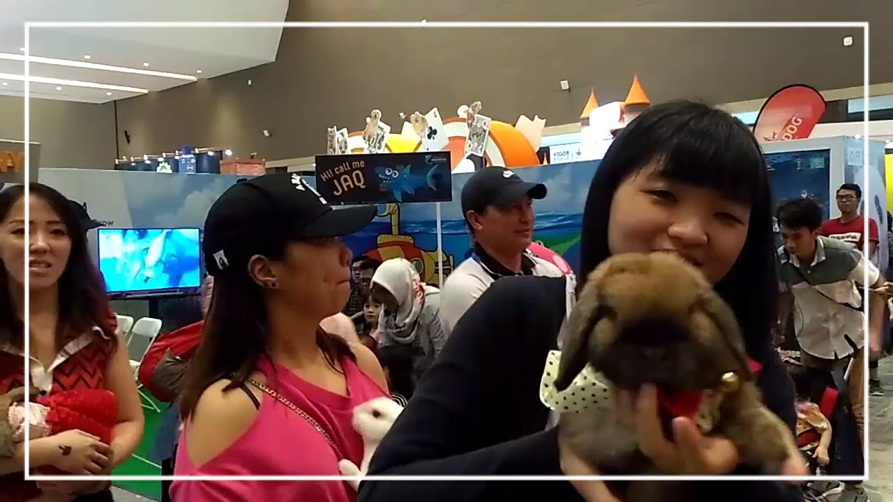 Pet Show 2019 YouTube