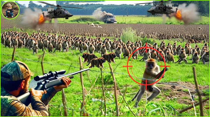 SHOCK: How Do American Hunters And Farmers Deal With Million Of Wild Boars, Baboons, Monkeys By Guns