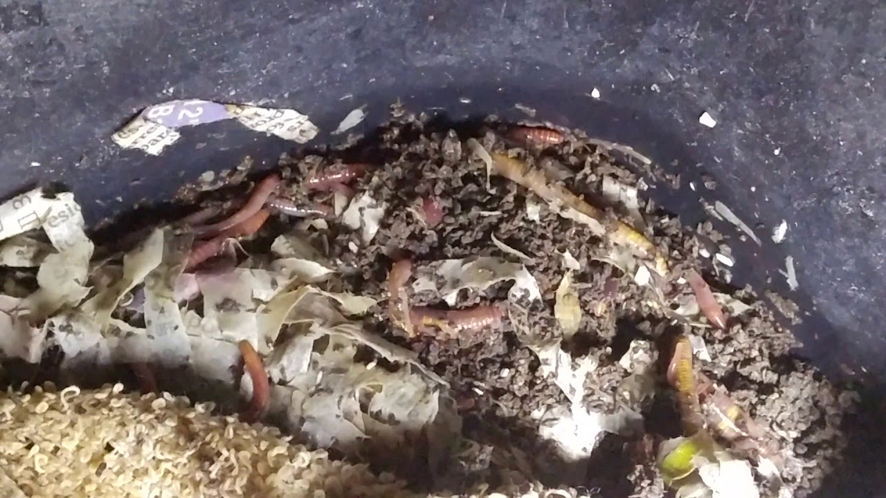 European nightcrawlers YouTube