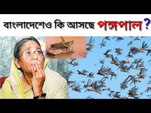 ভিডিও: পঙ্গপাল থেকে কোনও ঘাসফড়িংকে কীভাবে বলা যায়