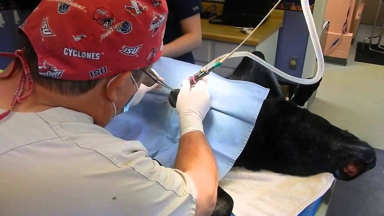 Laser surgery removal of growth on a dog YouTube