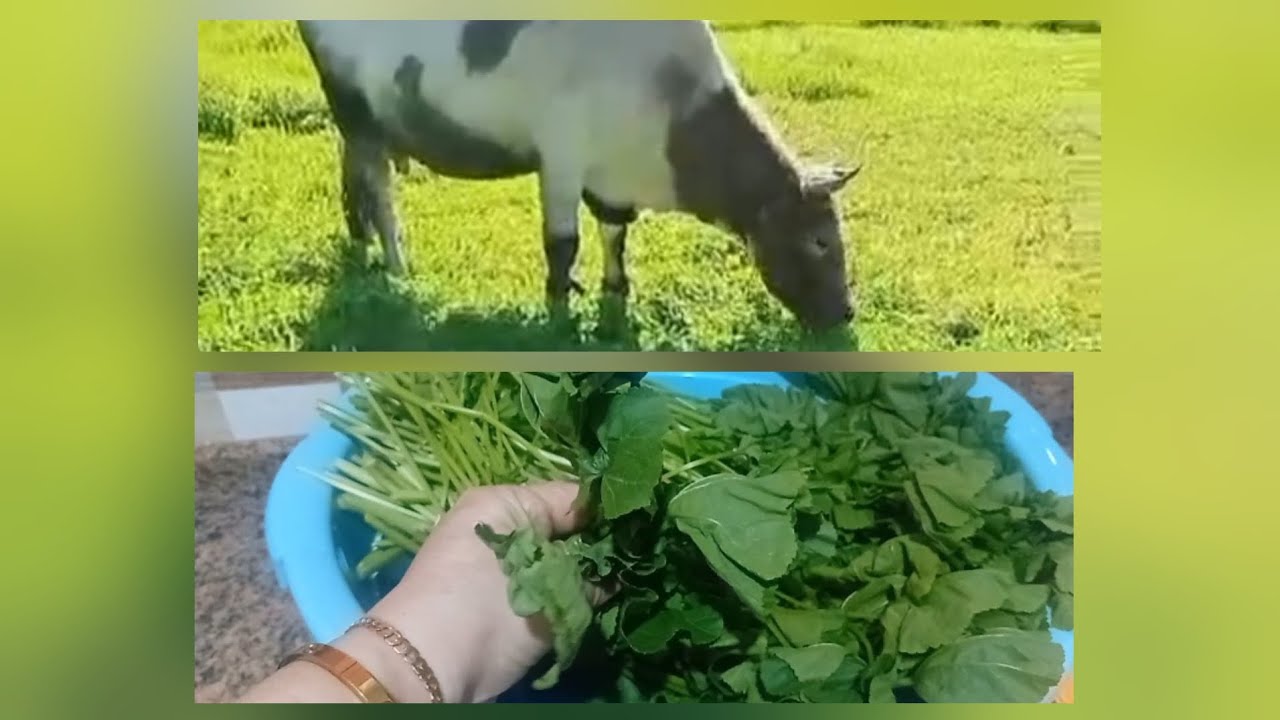 شاركت معكم خريجة للطبيعة🌳 وصيبت معكم الخبيزة (البقولة) كاتجي من اروع ما يكون 😋