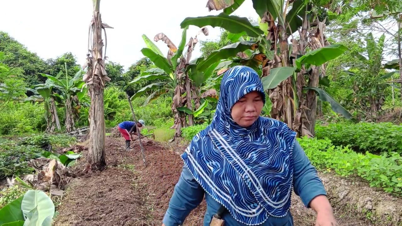 WALAU PANAS MATA HARI TAPI TETAP KERJA TANAM KACANG TANAH DAN KACANG IJO