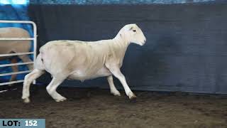 LOT 152 Illoura Final Ewe Sale 2026