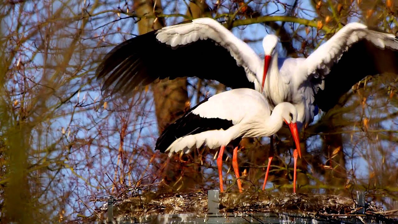 Storks Having Fun Storks have fun in the wild - YouTube