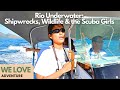 Rio Underwater: Shipwrecks, Wildlife & the Scuba Girls - Full Documentary