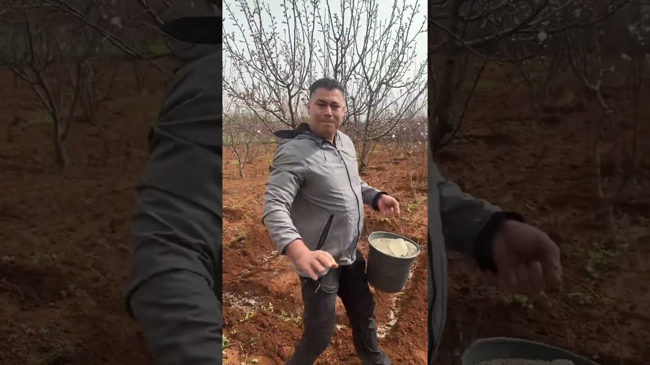 كيفية تسميد اشجار المشمش والأرقام المستعملة من العناصر الكبرى مع سماد حيواني مخلفات الدجاج و الحمام