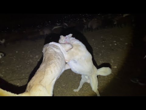 POZGEWR VE DELİ GECE YARISI BOĞUŞTU | ÇOK KÖTÜ YARALANMALAR