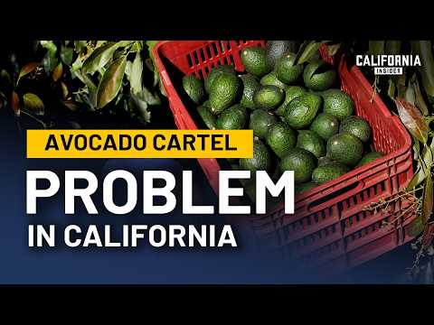 Is California's Avocado Industry Collapsing? | Gary Gragg | Katarina Szulc