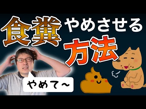 犬の食糞を治す方法！おすすめの解決方法をペットショップ店長が解説します！