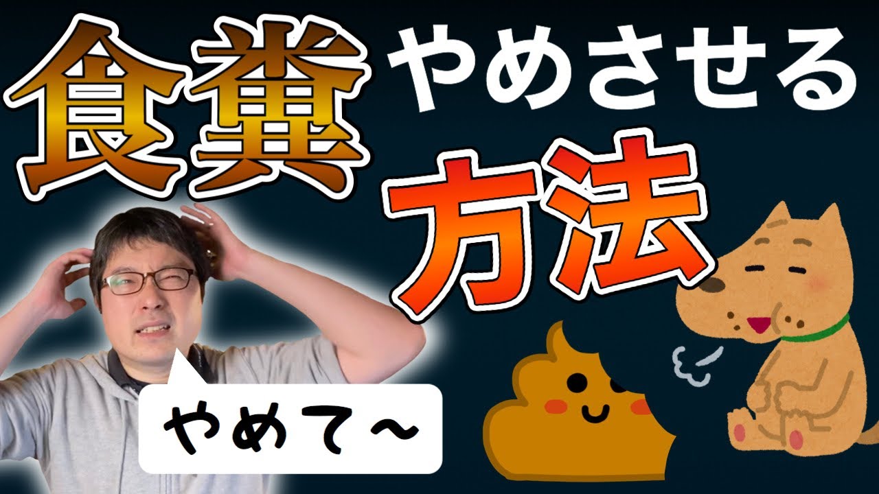 犬の食糞を治す方法！おすすめの解決方法をペットショップ店長が解説します！