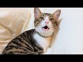 猫バロンの鳴き声が可愛いので集めてみた
