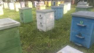 Пора делать роевые отводки - Пчелы в июне