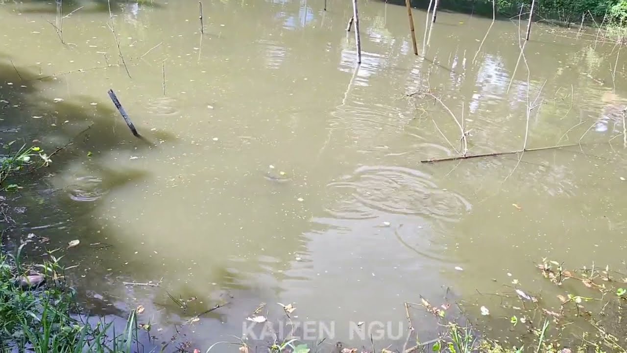 3 ମାସ ରେ 1KG //   ମାଛ ଚାଷ // ବାହାଲ ମାଛ ଚାଷ // fish farming