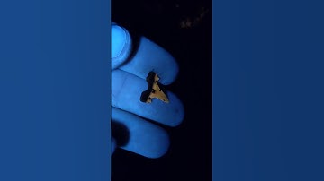 Discovering shark teeth a Black light
