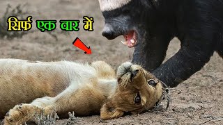     this is why honey badgers are immortal animals ! Earth Adventure in Hindi