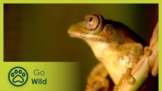 Frogs - The Whole Story 10/13 - Go Wild