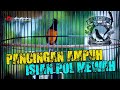 Pancingan Ampuh Seketika Ikut  EMOSI Murai GACOR MATERI MEWAH | shama bird