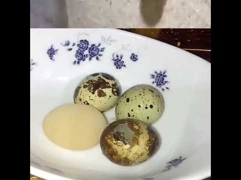 أسباب وضع انثى السمان البيض بدون قشرة الحلول