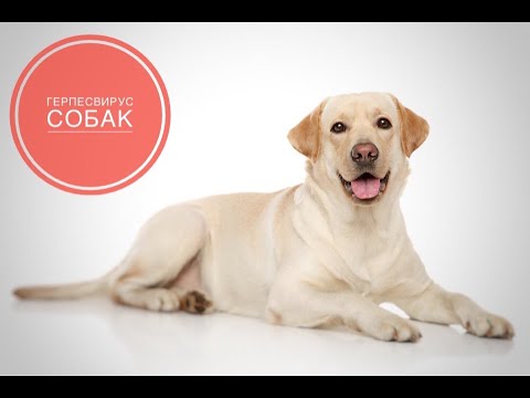 Видео: Вирус герпеса у щенков собак