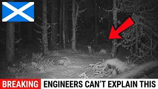 Scotland Released 4 Lynx Into the Highlands — What Happened Next Shocked Everyone